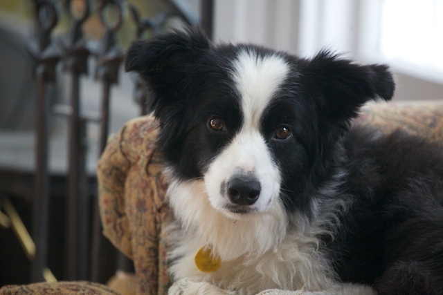 Rose, watching - Bedlam Farm