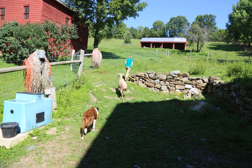 Dying Old Sheep. Not Dying Today - Bedlam Farm