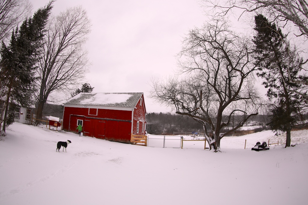 morning-after-wind-cold-bedlam-farm