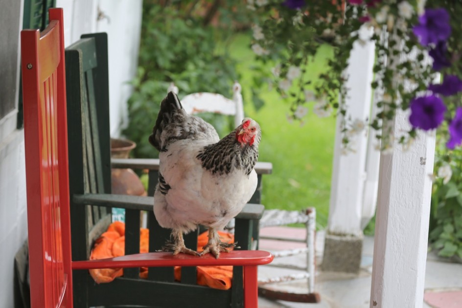 Chicken On A Rocking Chair