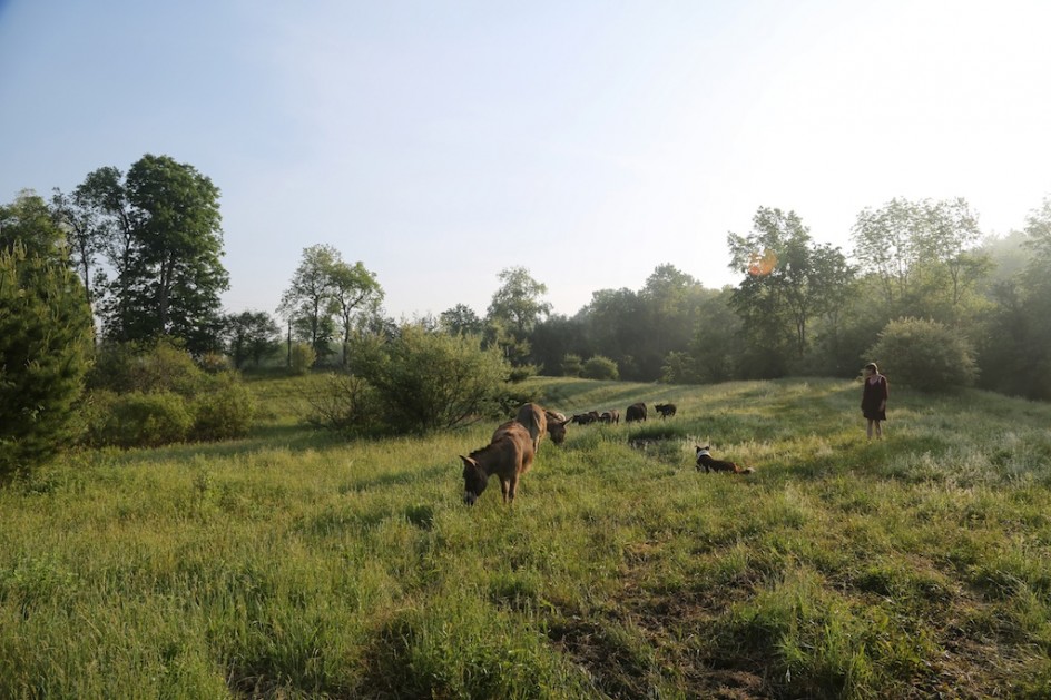 Farm As Chess