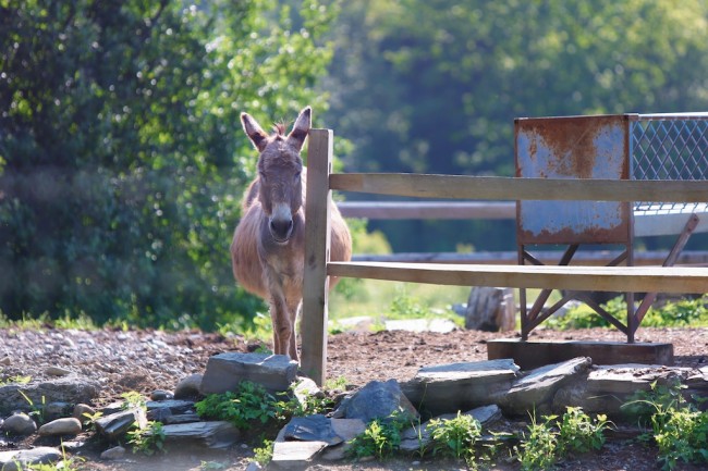 Animal Meditation: Mystical, Powerful - Bedlam Farm