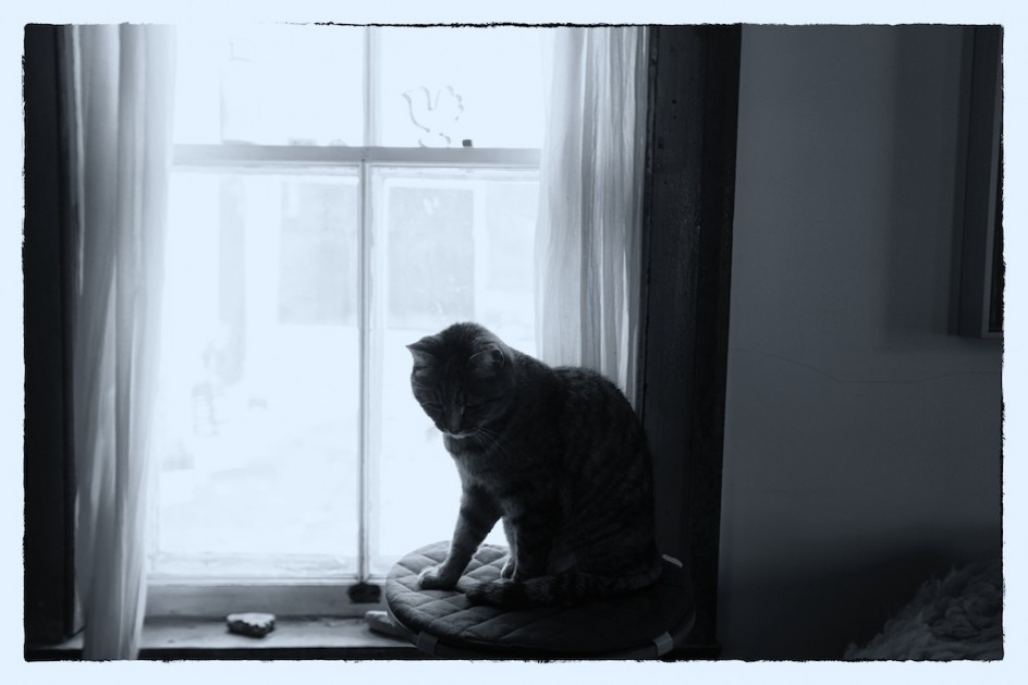 Cat At The Window