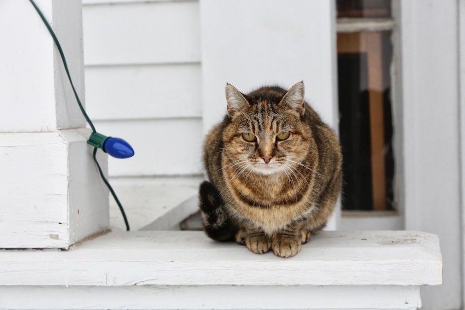 Christmas Porch Cat