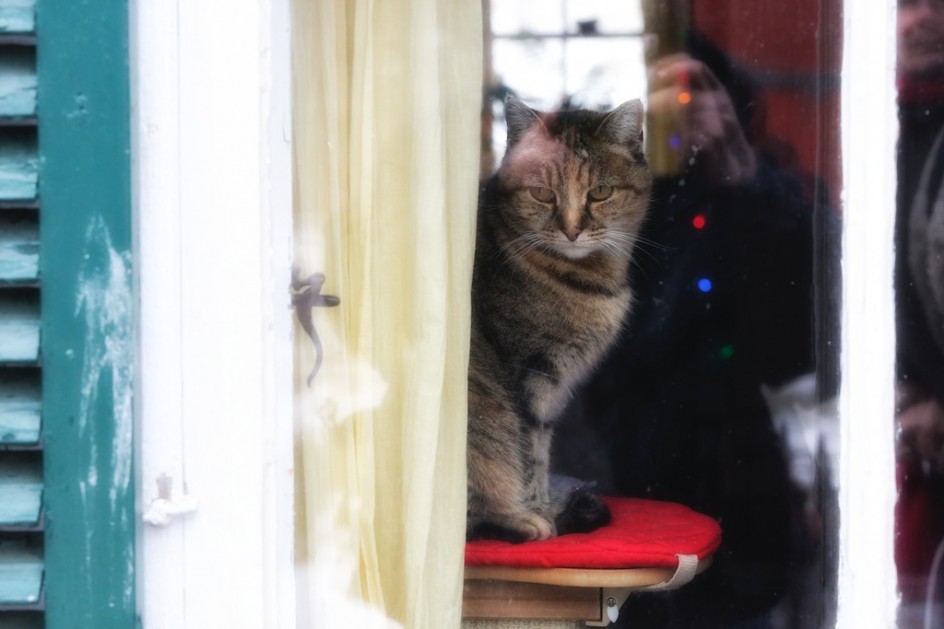 Flo At The Window