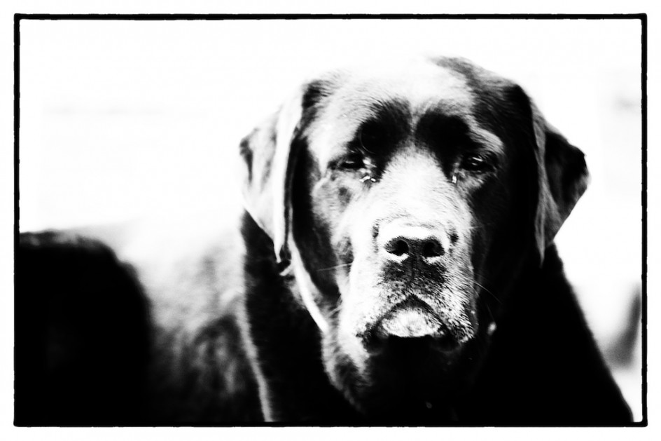 The Divine Old Dog