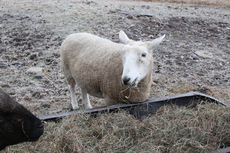 Sheep News