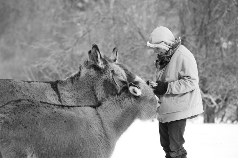 cold-comfort-bedlam-farm