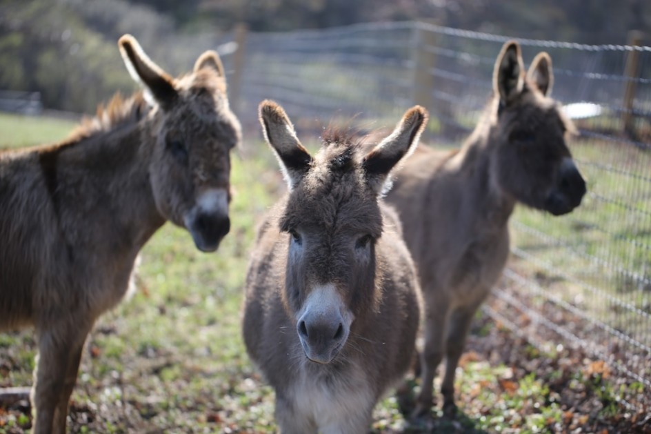 Donkeys In Exile