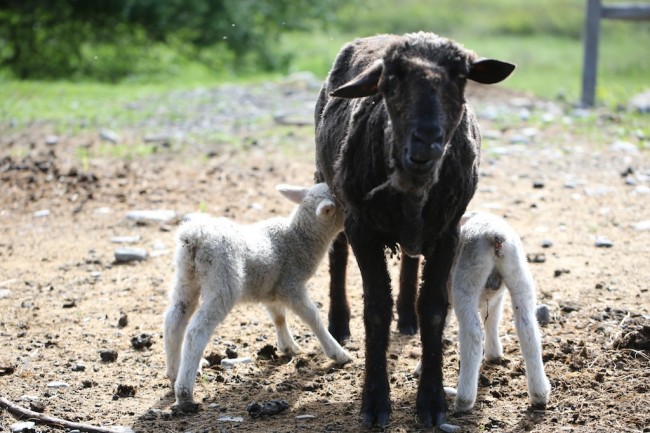 Memorial Day: The Good Mother - Bedlam Farm