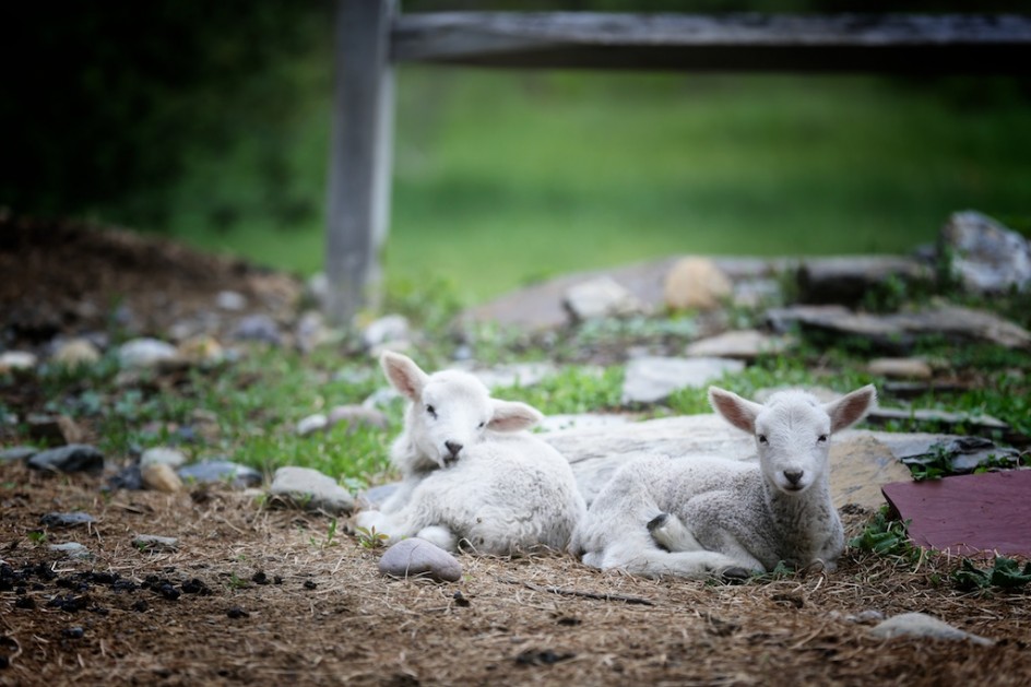 On Being Alive Bedlam Farm