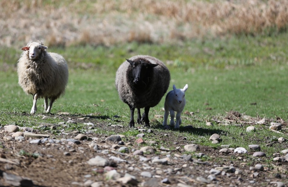 Out In The Pasture