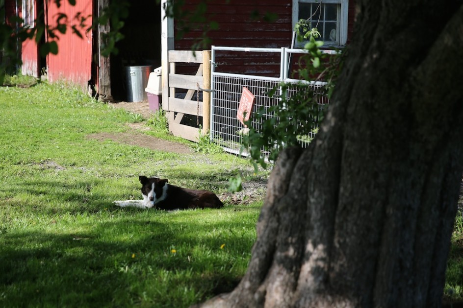 The border collie waits for work