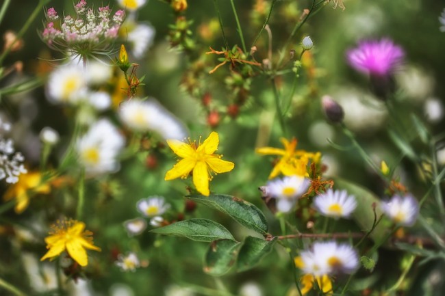 wildflowers on the side of the road song