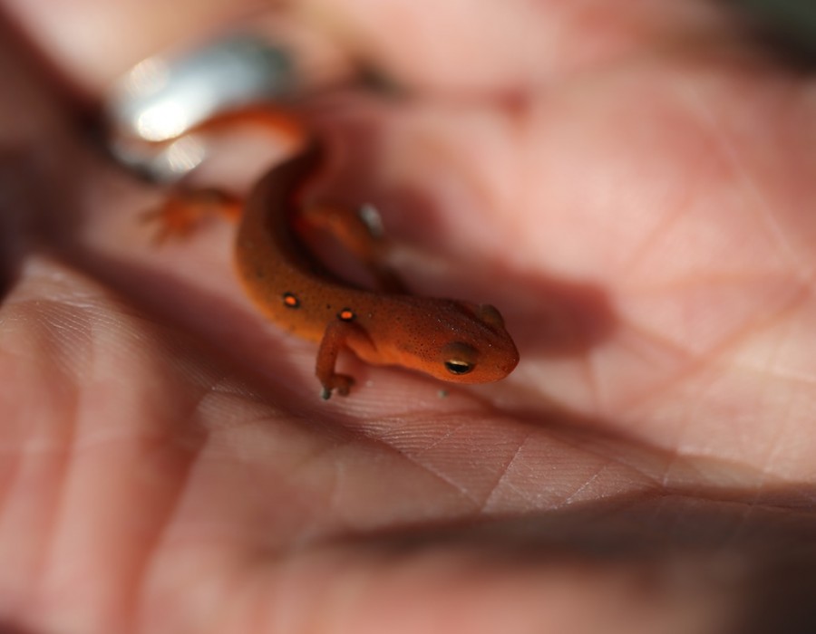 Salamanders: Crossing To Safety - Bedlam Farm