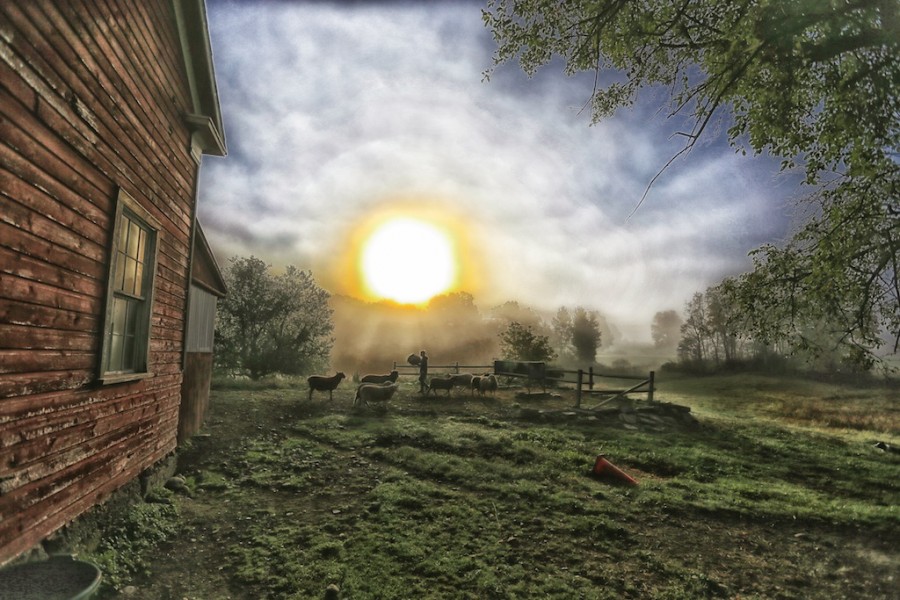 Sunrise, Bedlam Farm. A New Morning Routine - Bedlam Farm