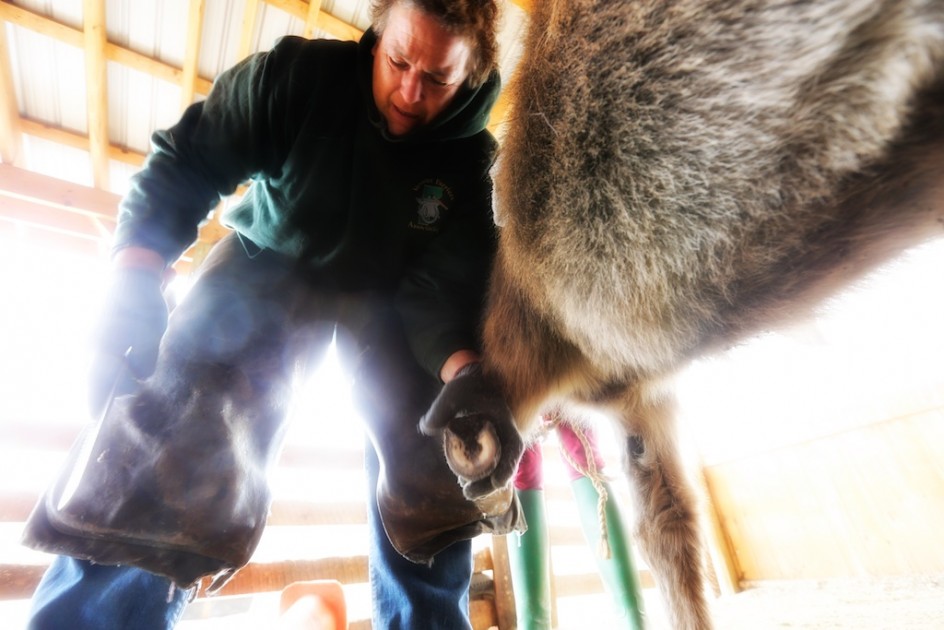 Return Of The Farrier