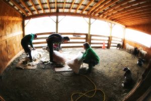 shearing