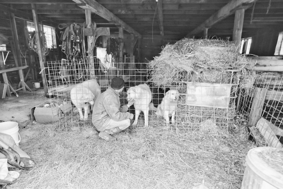 Joshua and his Maremma Sheep Dogs