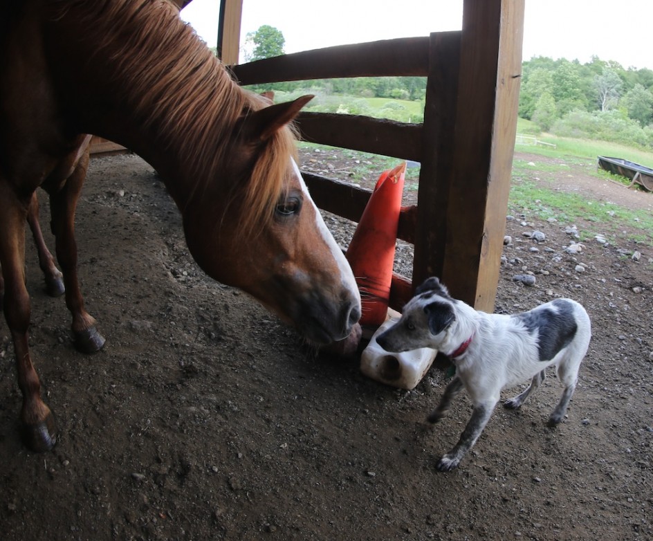 Can You Herd A Pony?