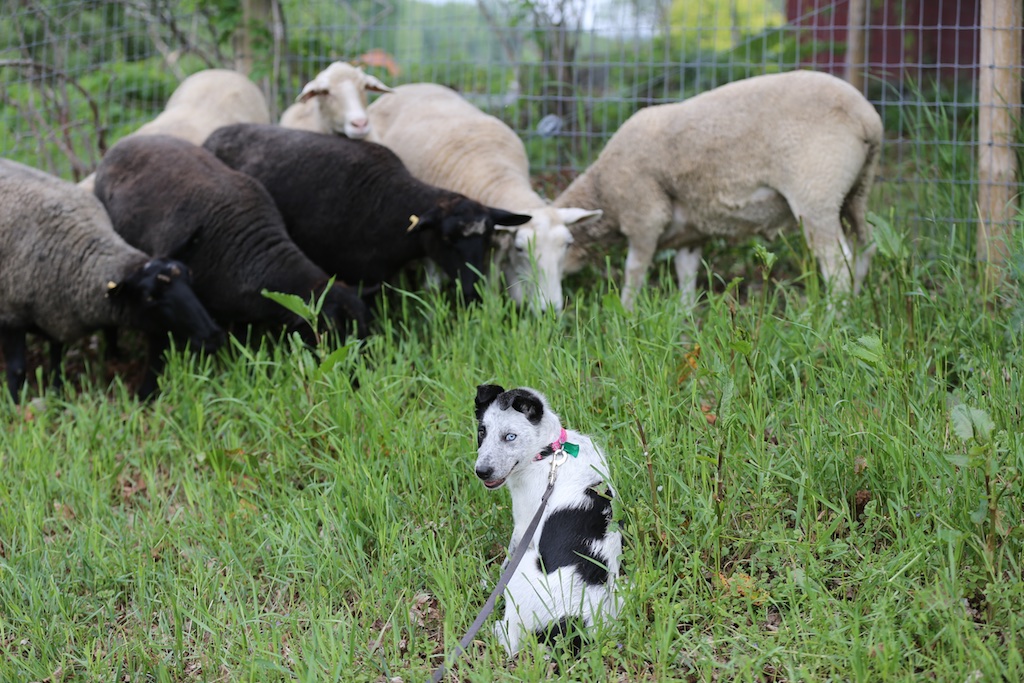 Cornered Can You Lend A Hand Bedlam Farm