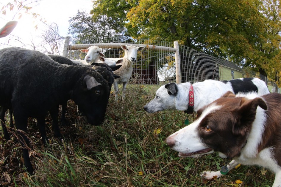 Border Collie Power