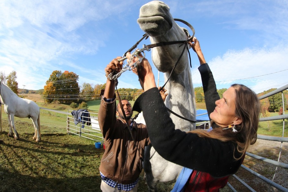 Getting The Bridle On