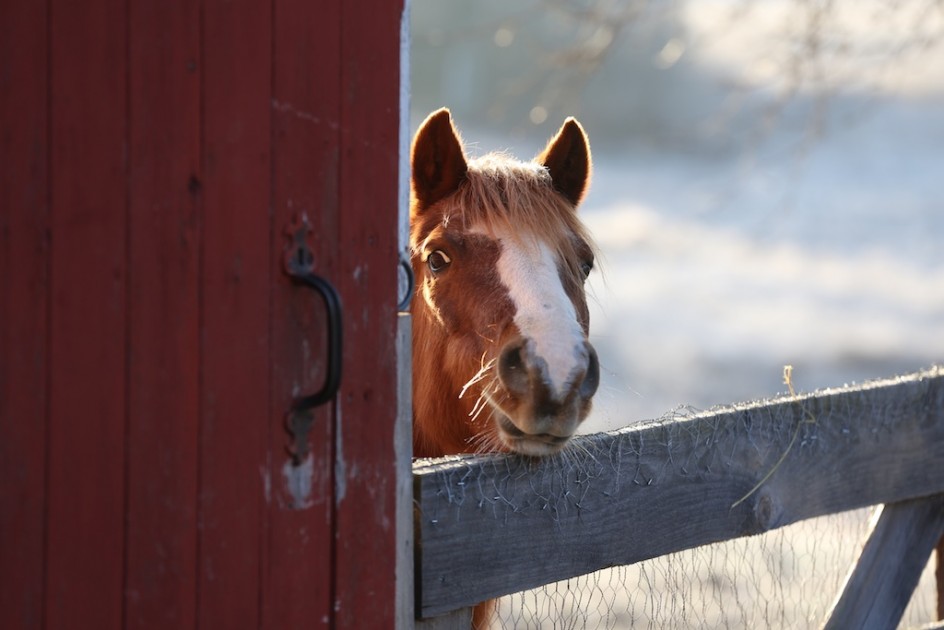 The Lives Of Ponies