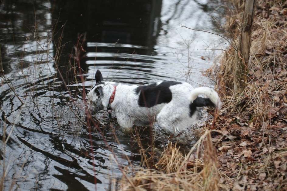 Herding Fish