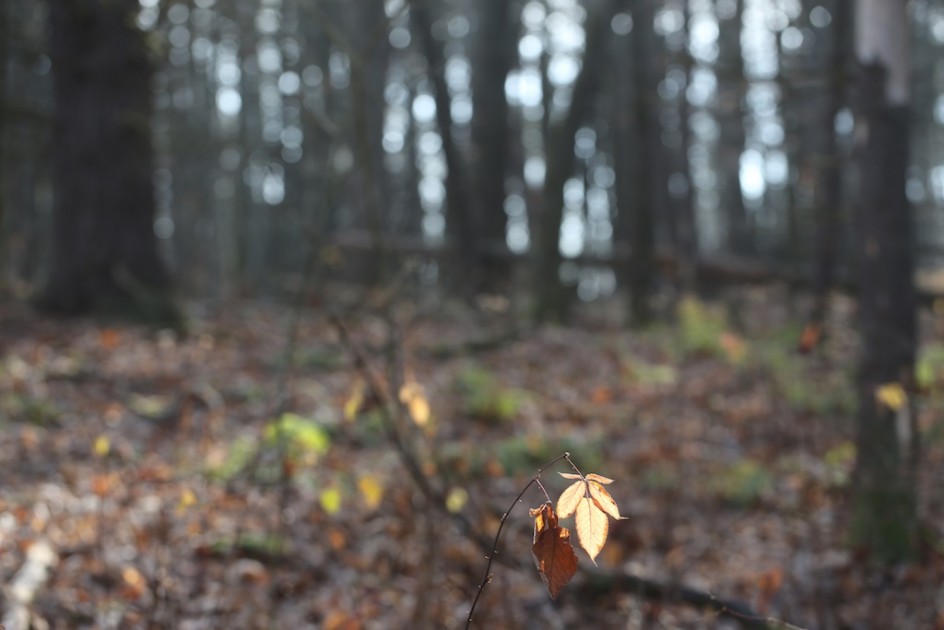 Last Light, Last Leaf