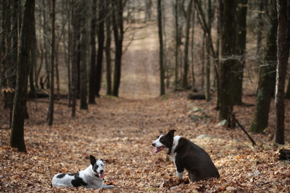 My Dogs In The Deep Woods