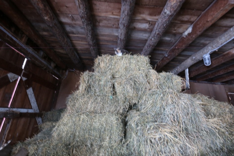 Queen Of The Barn