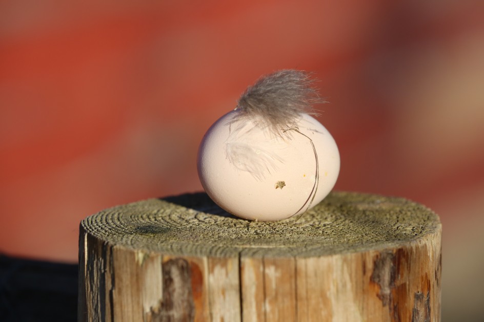 The Mohawk Egg