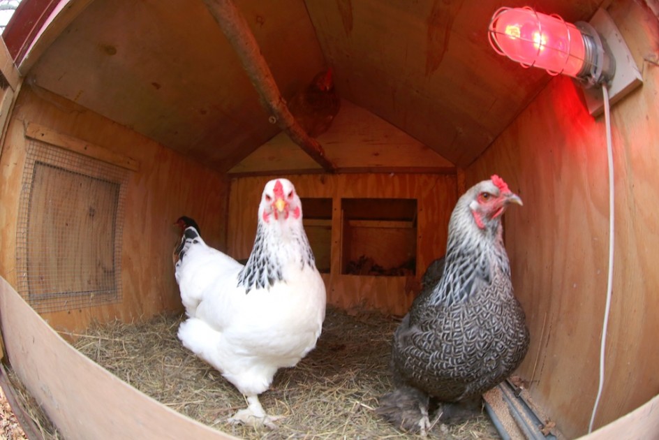 Red Hen In The Coop