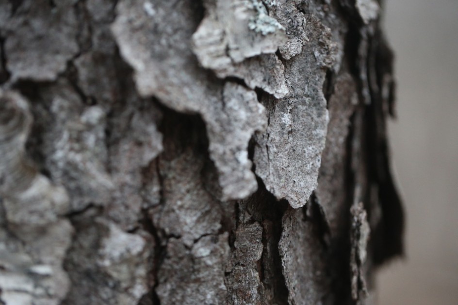 Tree In The Woods