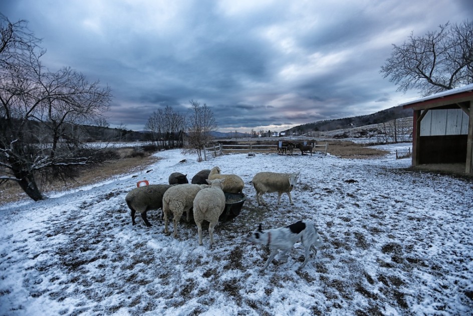 Whispers Of The Winter Pasture