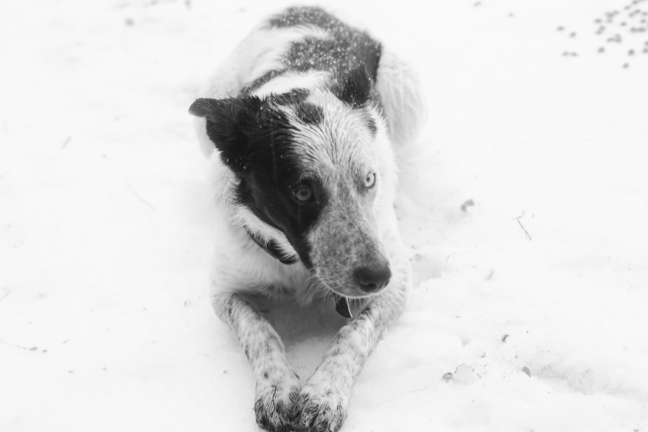 Working Dog In An Ice Storm