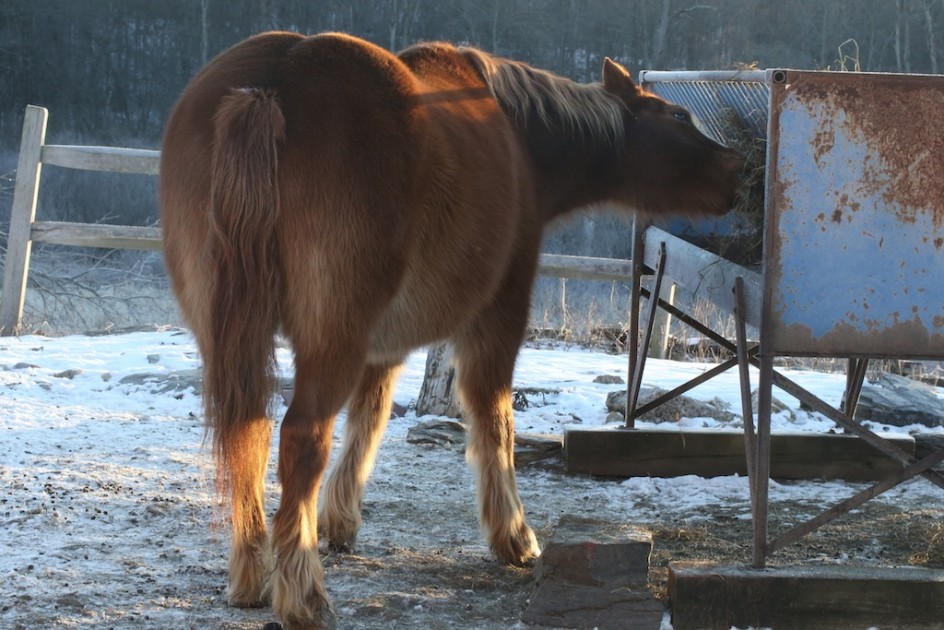 Beautiful Pony