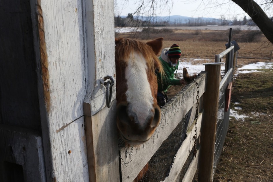 Carrot Please?