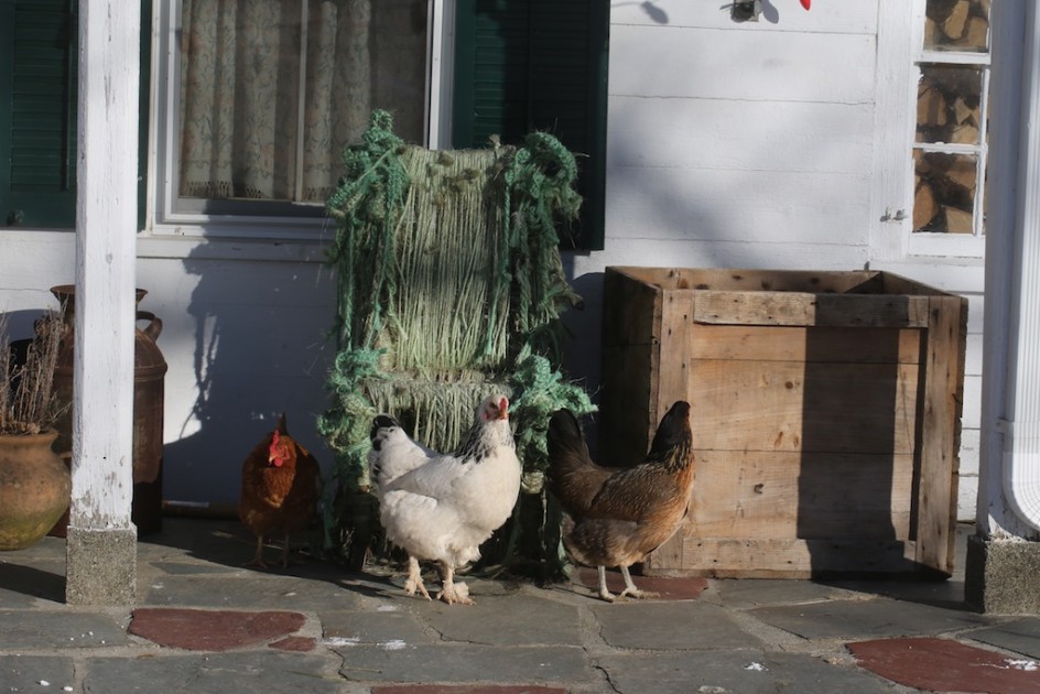 Chickens At The Fiber Chair