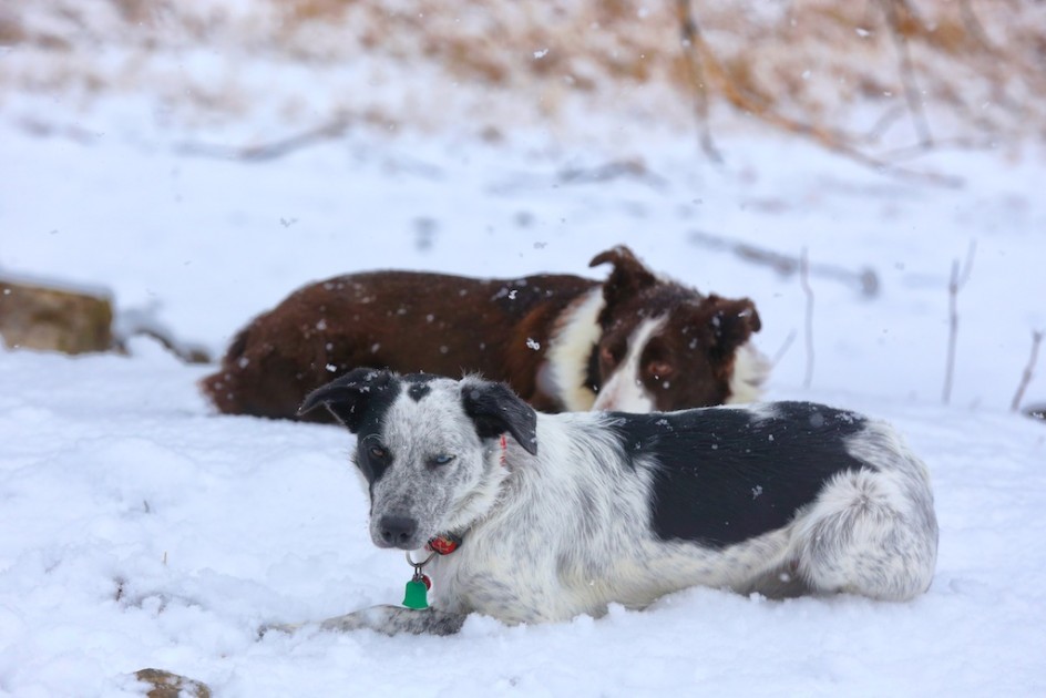 Dogs In A Storm