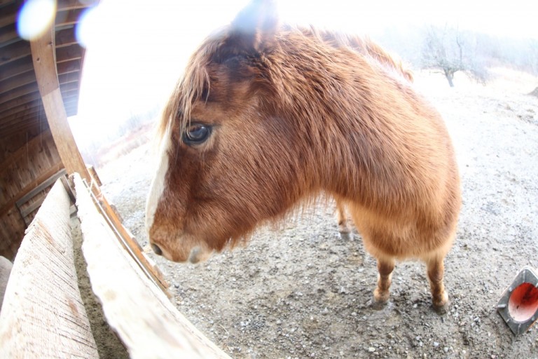 when-people-are-put-out-to-pasture-the-real-journey-begins-bedlam-farm