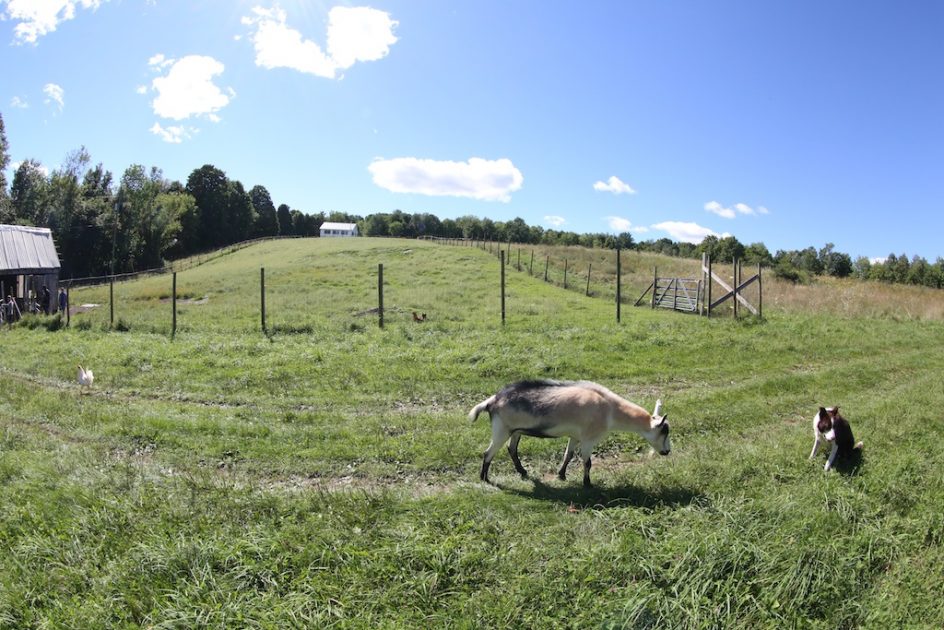 Harassed By Goats