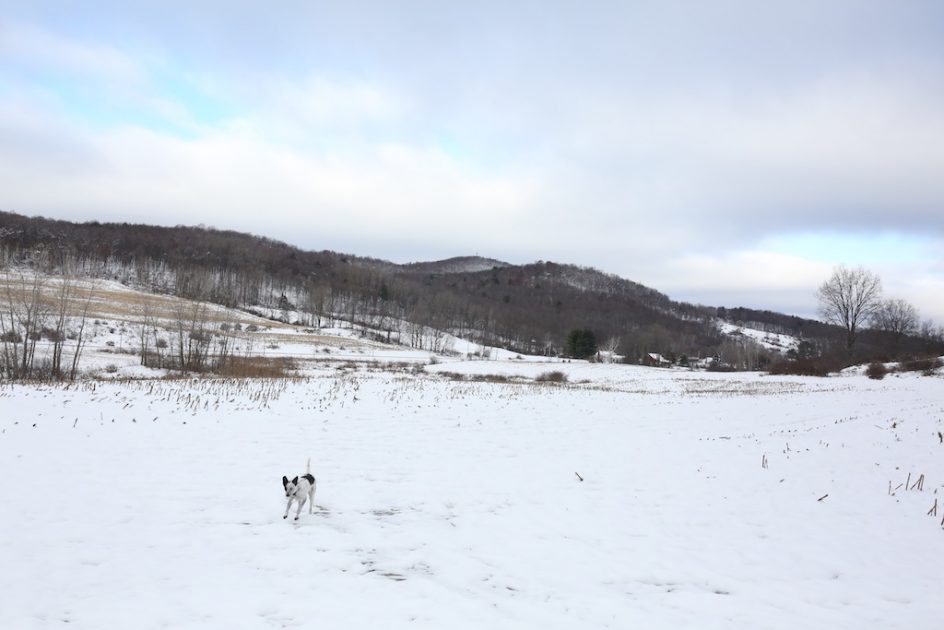 Frozen Meadow Dog