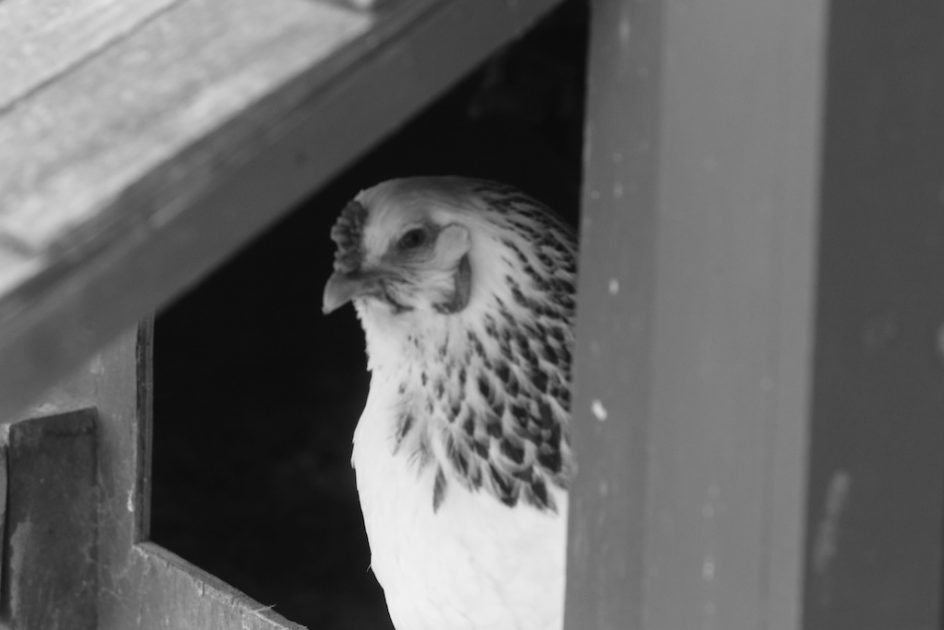 Portrait: The White Hen