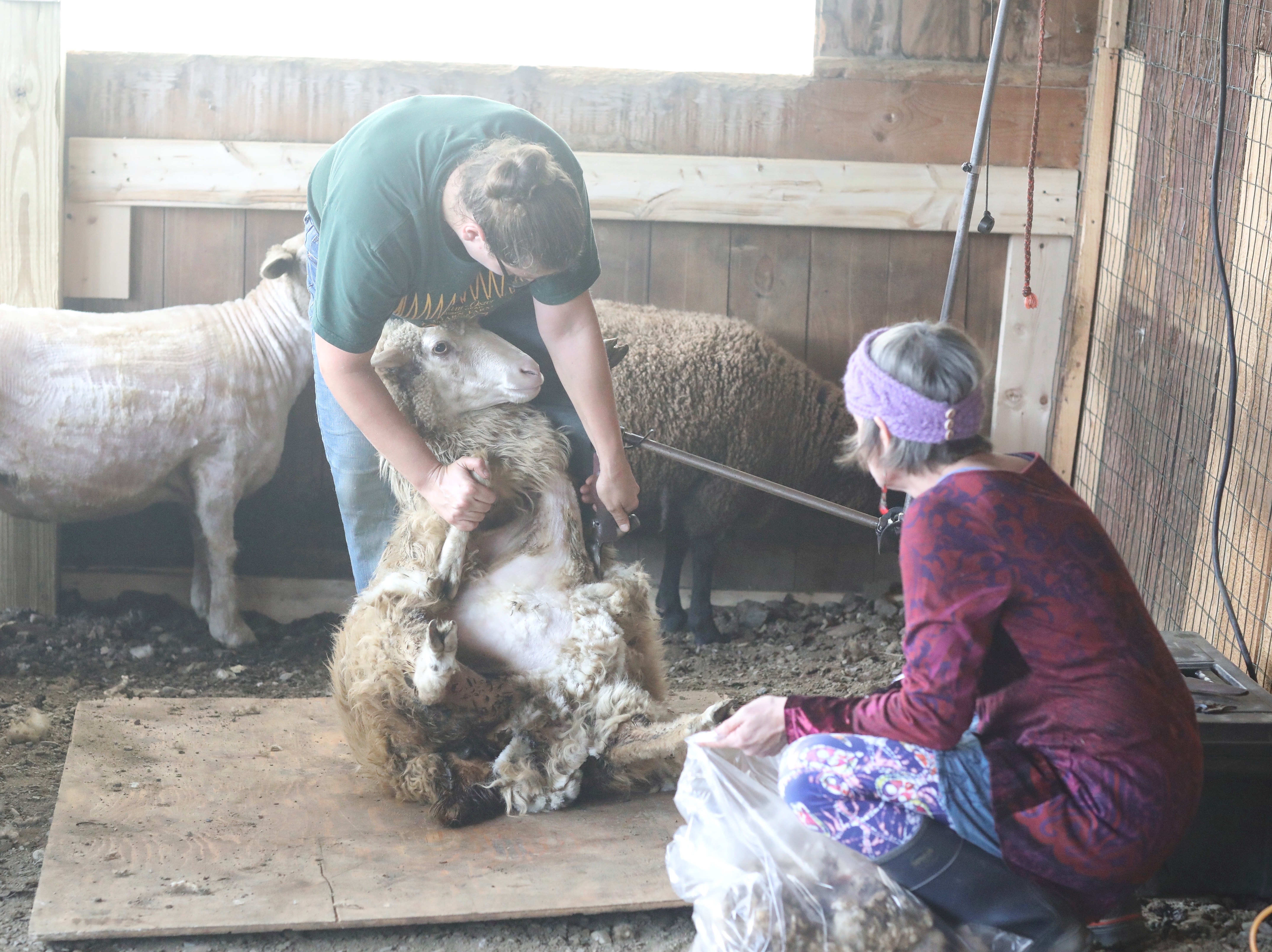 Open House Shearing Sheep Bedlam Farm