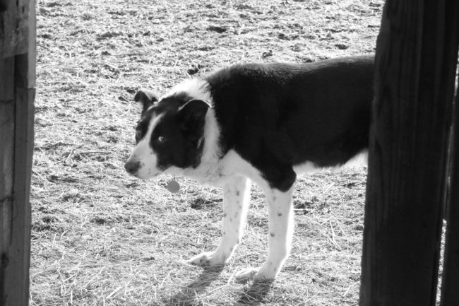 the-border-collies-where-did-they-come-from-bedlam-farm