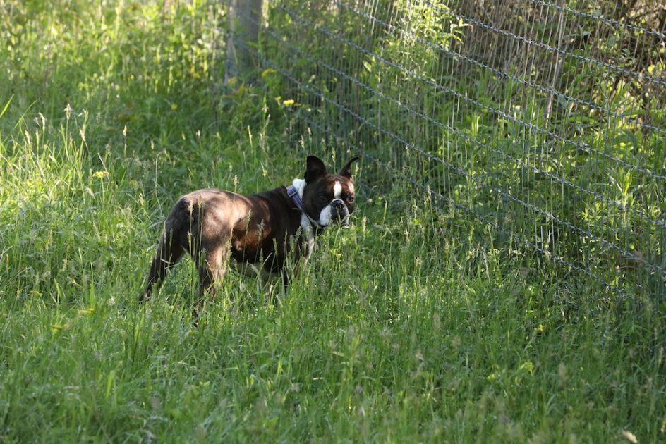 The Mighty Hunter, The Call Of The Wild - Bedlam Farm