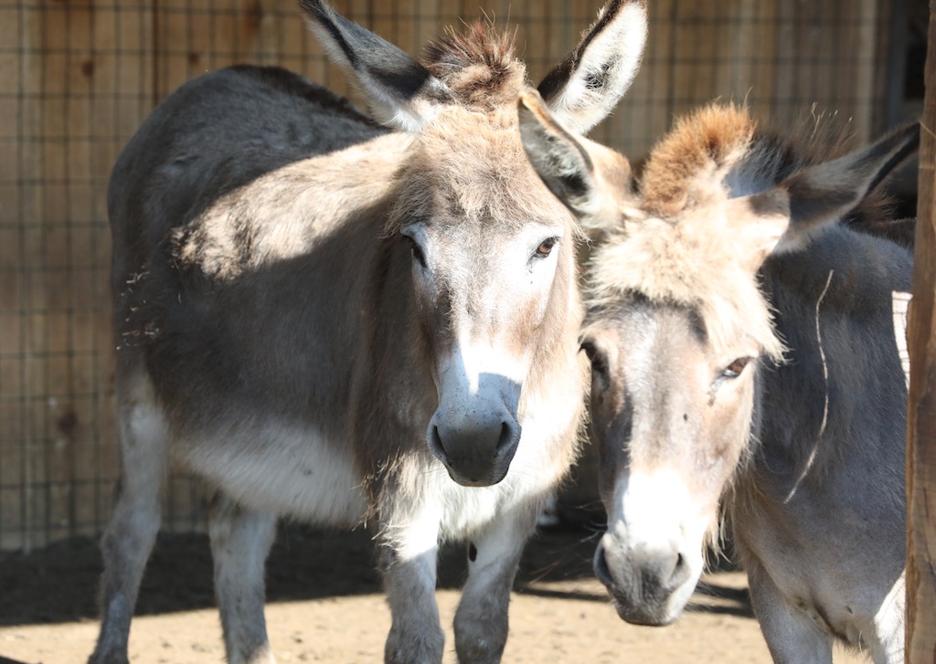 The Spiritual Life Of Donkeys - Bedlam Farm