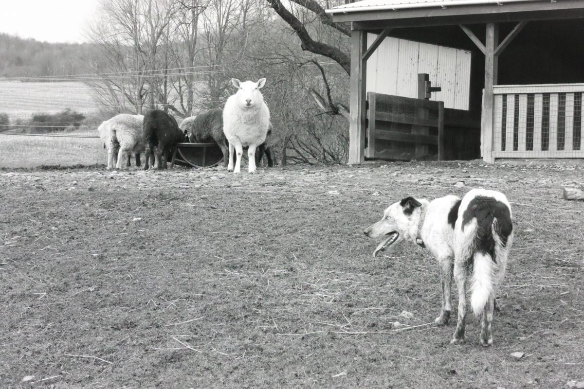 Dog And Sheep - Bedlam Farm